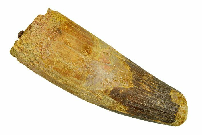 Real Fossil Spinosaurus Tooth - Robust Tooth #294136